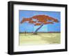 Red Tree & Tulips-Herb Dickinson-Framed Photographic Print