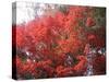 Red Tree-NaxArt-Stretched Canvas
