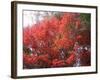 Red Tree-NaxArt-Framed Art Print