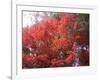 Red Tree-NaxArt-Framed Art Print