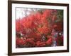 Red Tree-NaxArt-Framed Art Print