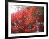 Red Tree-NaxArt-Framed Art Print