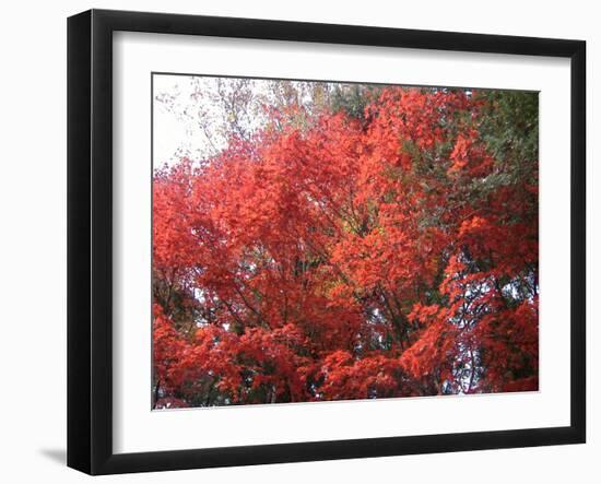 Red Tree-NaxArt-Framed Art Print