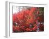 Red Tree-NaxArt-Framed Art Print