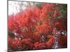 Red Tree-NaxArt-Mounted Art Print