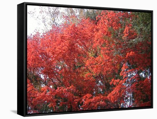 Red Tree-NaxArt-Framed Stretched Canvas