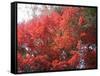Red Tree-NaxArt-Framed Stretched Canvas