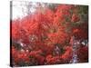 Red Tree-NaxArt-Stretched Canvas