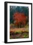 Red Tree-Andre Burian-Framed Giclee Print