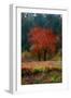 Red Tree-Andre Burian-Framed Giclee Print
