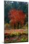 Red Tree-Andre Burian-Mounted Giclee Print