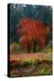 Red Tree-Andre Burian-Stretched Canvas