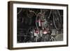 Red Tricycle-Brenda Petrella Photography LLC-Framed Giclee Print