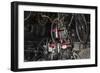 Red Tricycle-Brenda Petrella Photography LLC-Framed Giclee Print