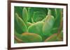 Red Trim Succulent I-Dennis Frates-Framed Giclee Print
