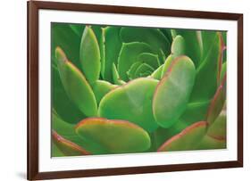 Red Trim Succulent I-Dennis Frates-Framed Giclee Print