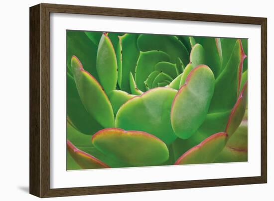 Red Trim Succulent I-Dennis Frates-Framed Art Print