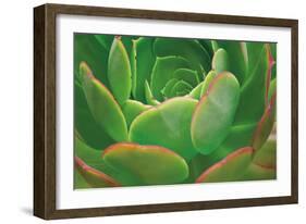 Red Trim Succulent I-Dennis Frates-Framed Art Print