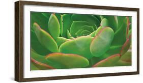 Red Trim Succulent I-Dennis Frates-Framed Art Print