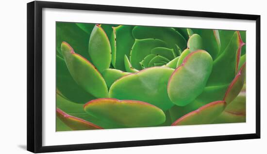 Red Trim Succulent I-Dennis Frates-Framed Art Print