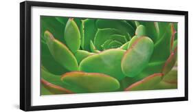 Red Trim Succulent I-Dennis Frates-Framed Art Print