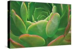 Red Trim Succulent I-Dennis Frates-Stretched Canvas