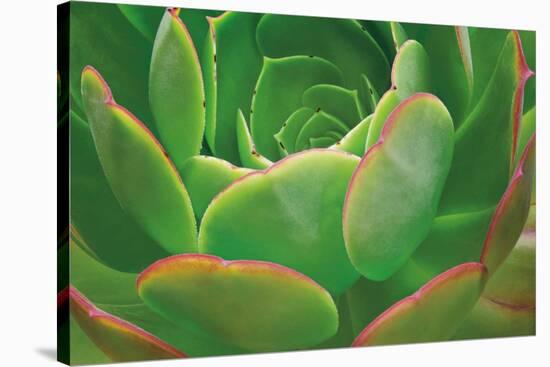 Red Trim Succulent I-Dennis Frates-Stretched Canvas