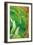 Red Trim Succulent II C-Dennis Frates-Framed Art Print