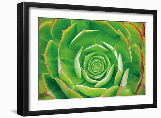 Red Trim Succulent II-Dennis Frates-Framed Art Print