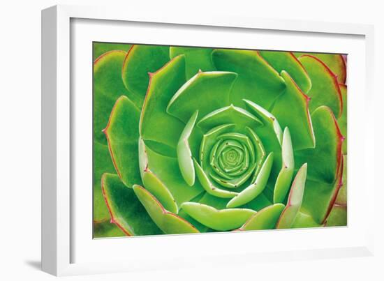 Red Trim Succulent II-Dennis Frates-Framed Art Print