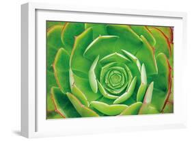 Red Trim Succulent II-Dennis Frates-Framed Art Print