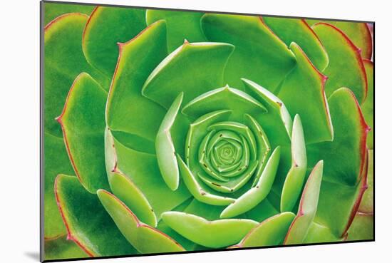 Red Trim Succulent II-Dennis Frates-Mounted Art Print