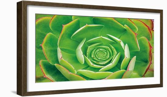 Red Trim Succulent II-Dennis Frates-Framed Art Print