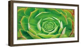 Red Trim Succulent II-Dennis Frates-Framed Art Print