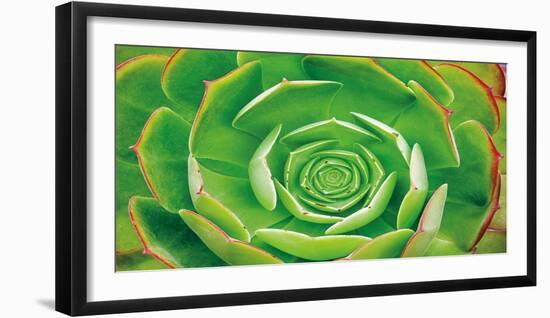 Red Trim Succulent II-Dennis Frates-Framed Art Print