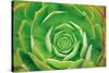 Red Trim Succulent II-Dennis Frates-Stretched Canvas