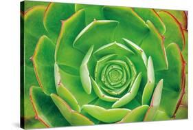 Red Trim Succulent II-Dennis Frates-Stretched Canvas