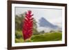 Red tropical bromeliad flower in Arenal, Costa Rica.-Michele Niles-Framed Photographic Print