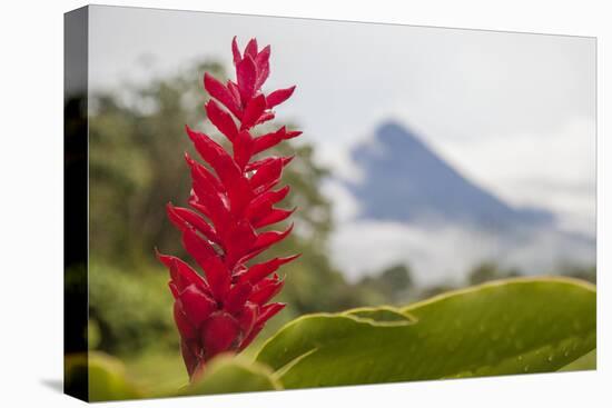 Red tropical bromeliad flower in Arenal, Costa Rica.-Michele Niles-Stretched Canvas