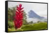 Red tropical bromeliad flower in Arenal, Costa Rica.-Michele Niles-Framed Stretched Canvas