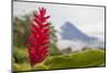 Red tropical bromeliad flower in Arenal, Costa Rica.-Michele Niles-Mounted Photographic Print