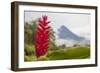 Red tropical bromeliad flower in Arenal, Costa Rica.-Michele Niles-Framed Photographic Print