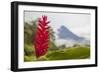 Red tropical bromeliad flower in Arenal, Costa Rica.-Michele Niles-Framed Photographic Print