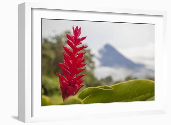 Red tropical bromeliad flower in Arenal, Costa Rica.-Michele Niles-Framed Photographic Print