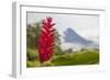 Red tropical bromeliad flower in Arenal, Costa Rica.-Michele Niles-Framed Photographic Print