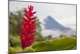 Red tropical bromeliad flower in Arenal, Costa Rica.-Michele Niles-Mounted Photographic Print