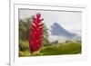 Red tropical bromeliad flower in Arenal, Costa Rica.-Michele Niles-Framed Photographic Print