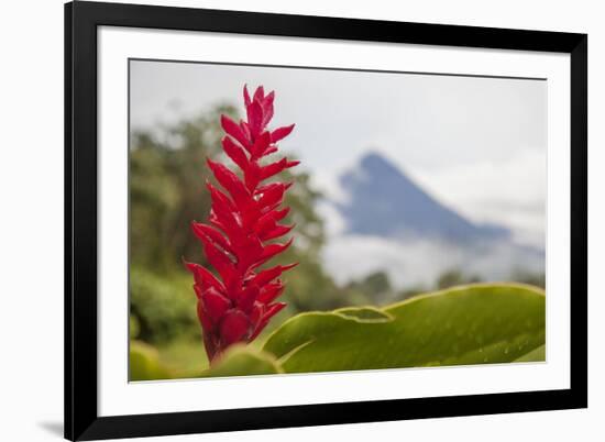 Red tropical bromeliad flower in Arenal, Costa Rica.-Michele Niles-Framed Photographic Print