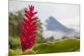 Red tropical bromeliad flower in Arenal, Costa Rica.-Michele Niles-Mounted Photographic Print
