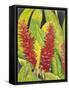 Red Tropical Flowers I-Tim OToole-Framed Stretched Canvas